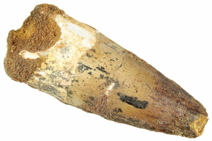Fossil Spinosaurus Tooth - Real Dinosaur Tooth #239270